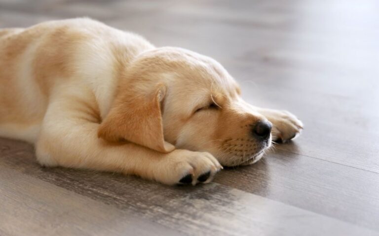 Pets vs. Floors: Real-Life Solutions for Pet-Friendly, Stylish Spaces