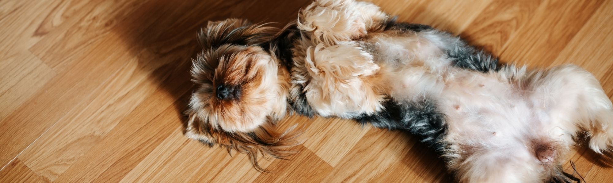 The Best Flooring for Homes with Dogs (Especially in Muddy Spring Months)