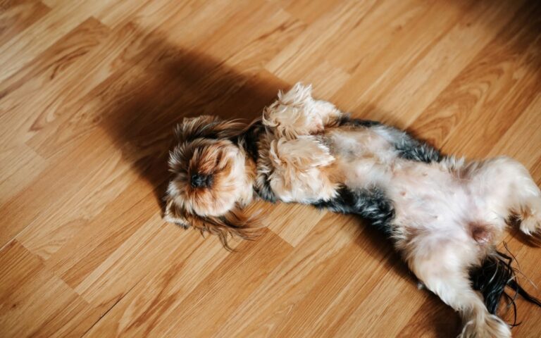 The Best Flooring for Homes with Dogs (Especially in Muddy Spring Months)