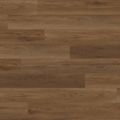 Canopy Magnolia Oak - 7" x 5ft